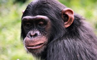 4 days Bwindi Gorillas and Ngamba Chimpanzee safari