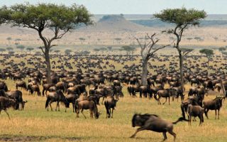 8 days Kenya Wildlife Safari