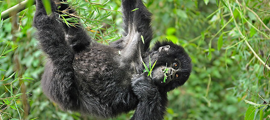 6 Days Uganda Rwanda gorilla and wildlife safari