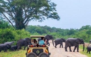 7 days Kidepo Valley and Murchison Falls safari