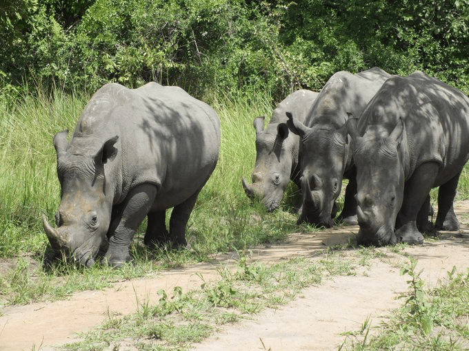 Endangered Animal Species in Uganda