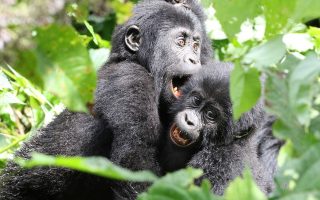 10 days Uganda honeymoon safari
