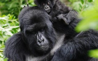 7 Days Uganda Gorillas and Wildlife Safari
