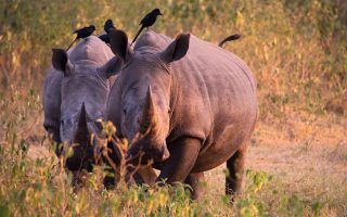 14 days Uganda, Rwanda & Congo Gorillas, wildlife & Nyiragongo safari