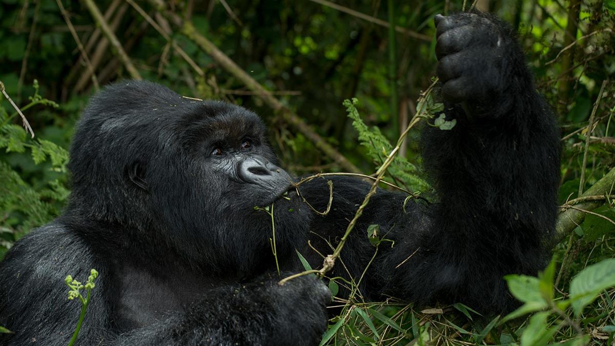 7 Days Serengeti Wildlife & Rwanda Gorilla Trekking