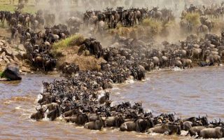 What month is the great migration in Kenya