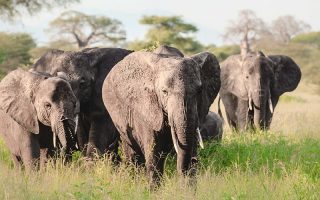 Tarangire National Park