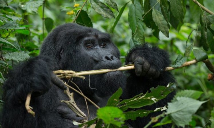 5 Days Virunga Gorillas and Akagera Wildlife safari