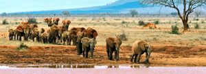 Tsavo East National Park Attraction