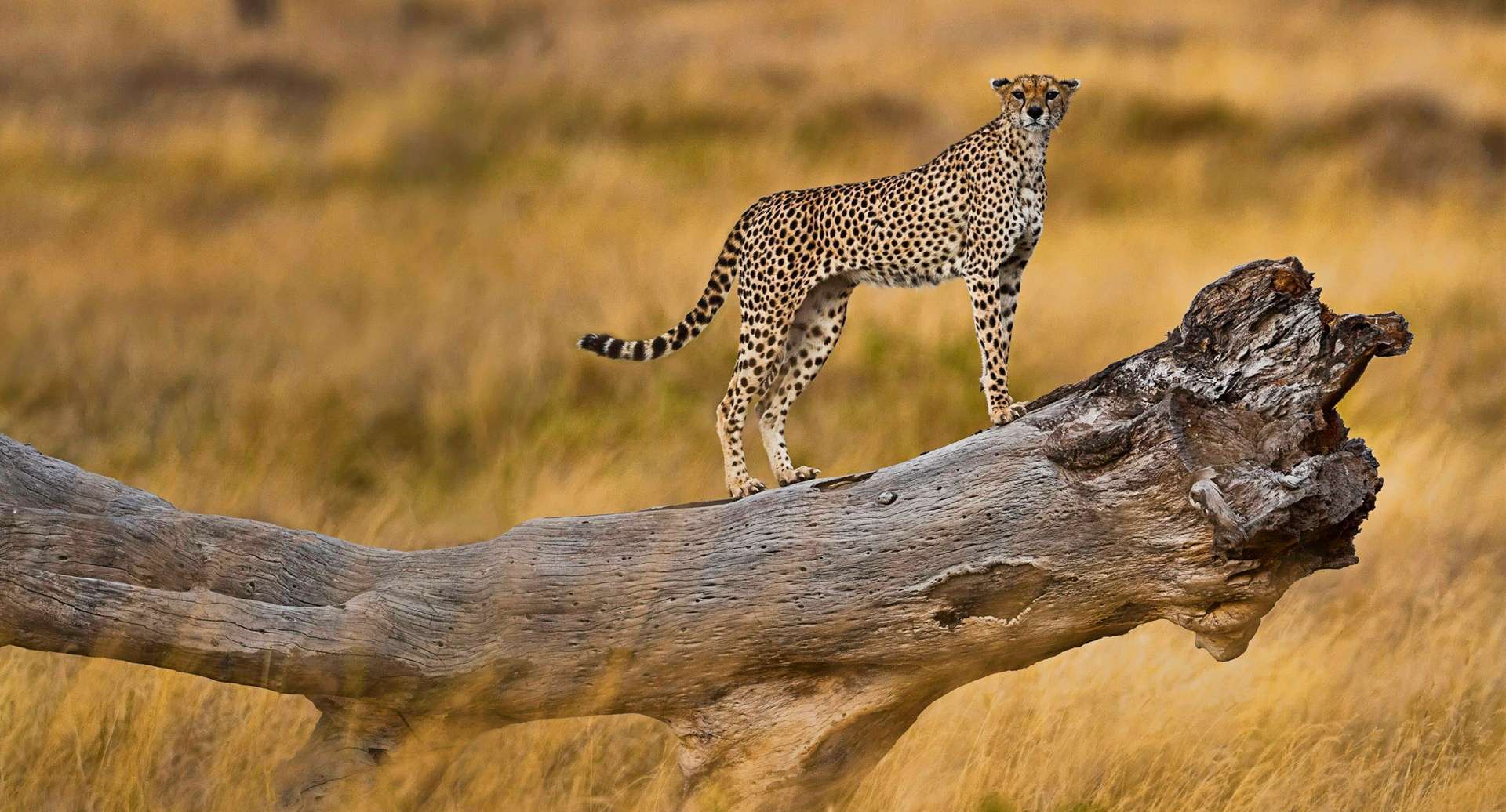 When To Visit Serengeti National Park