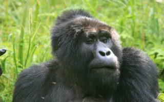 5 Top tourist activities in Uganda