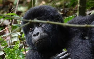 Discounted Uganda Gorilla trekking permits for 2020/ 2021