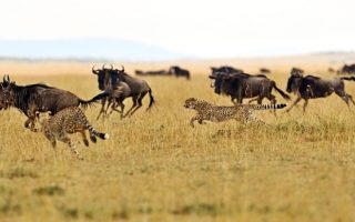 4 Days Masai Mara Luxury Safari
