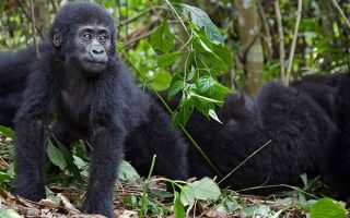 What to expect when you trek mountain gorillas in Rwanda
