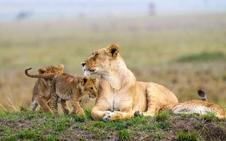 7 Days Samburu, Lake Nakuru & Masai Mara wildlife safari
