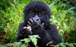 Fun facts about mountain gorillas