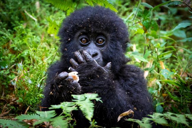 What are the chances of seeing mountain gorillas?