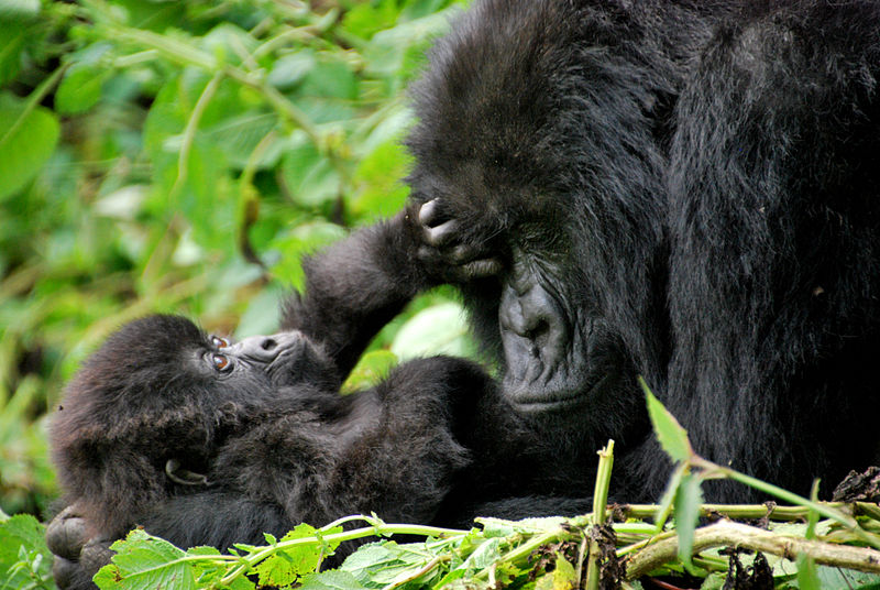 Why are Gorillas poached?