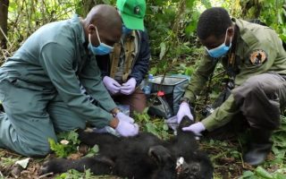 Why are Gorillas poached?