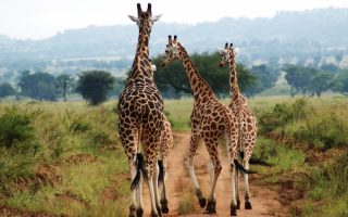 When is the Best Time to Visit Uganda?