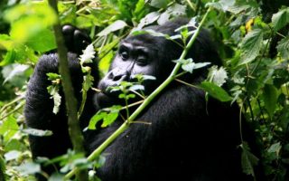 Gorilla trekking in Virunga National Park