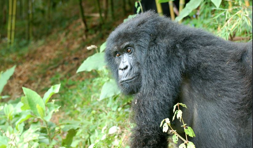 3 Gorilla families in Nkuringo sector – Bwindi impenetrable national park