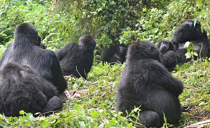 Sabyinyo Gorilla family