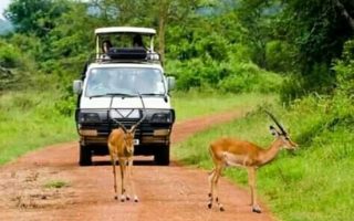 9 days Uganda Big 5 tour