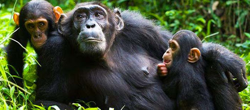 primate viewing safaris
