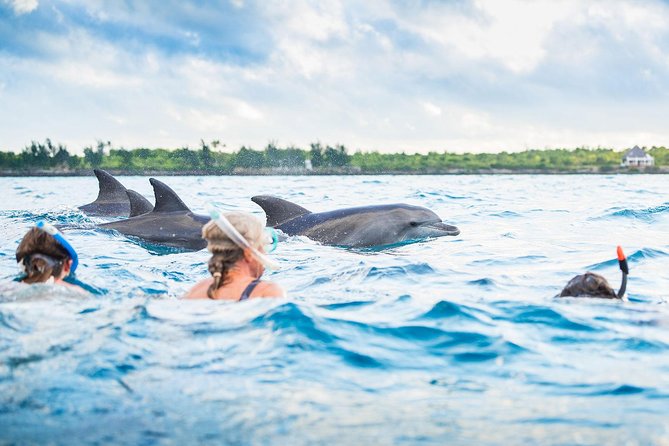 Dolphin Tour in Zanzibar