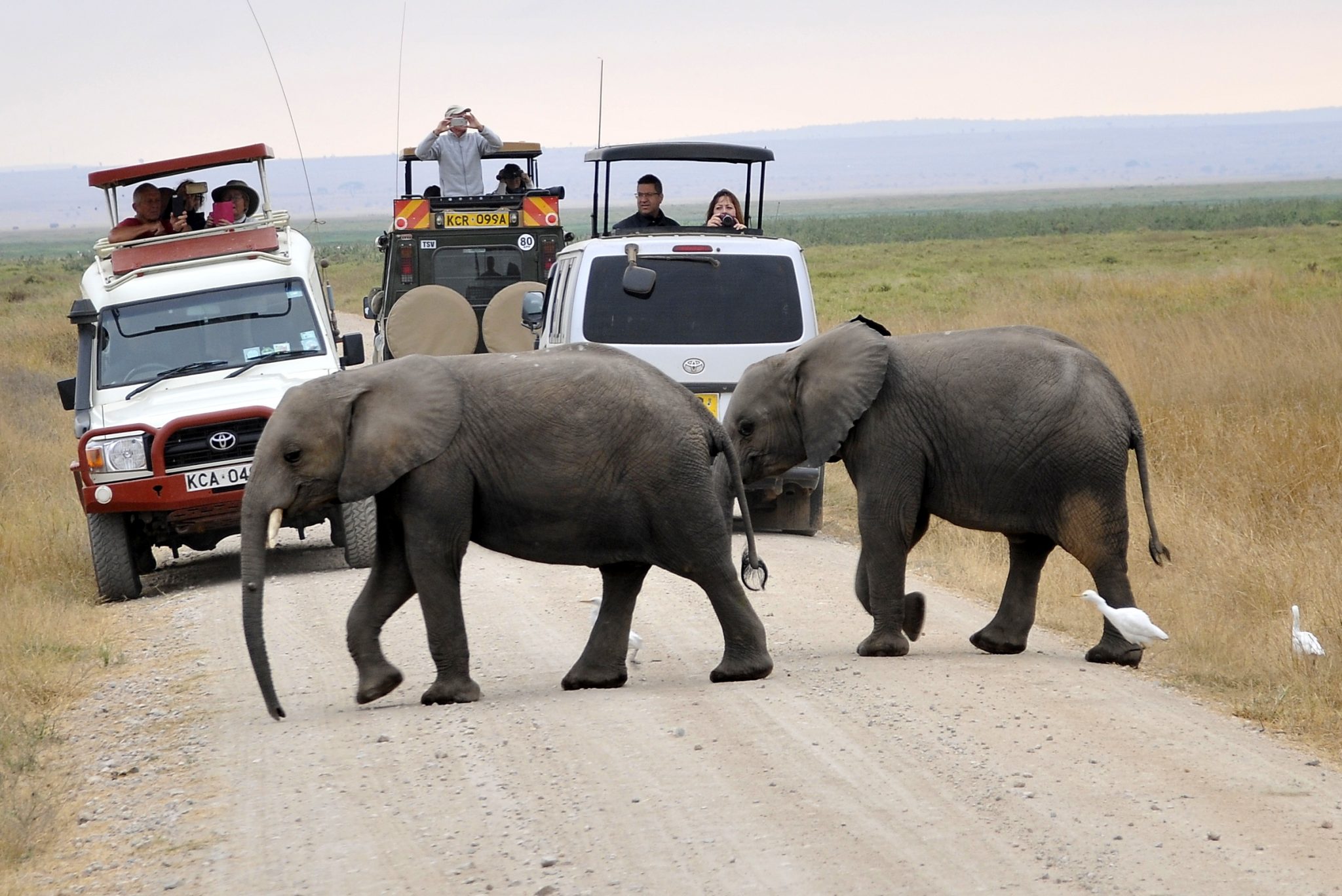 Where In Kenya Is Amboseli National Park Located? Kenya Safaris