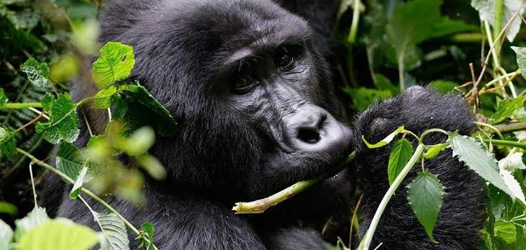 Gorilla trekking experience in Rwanda