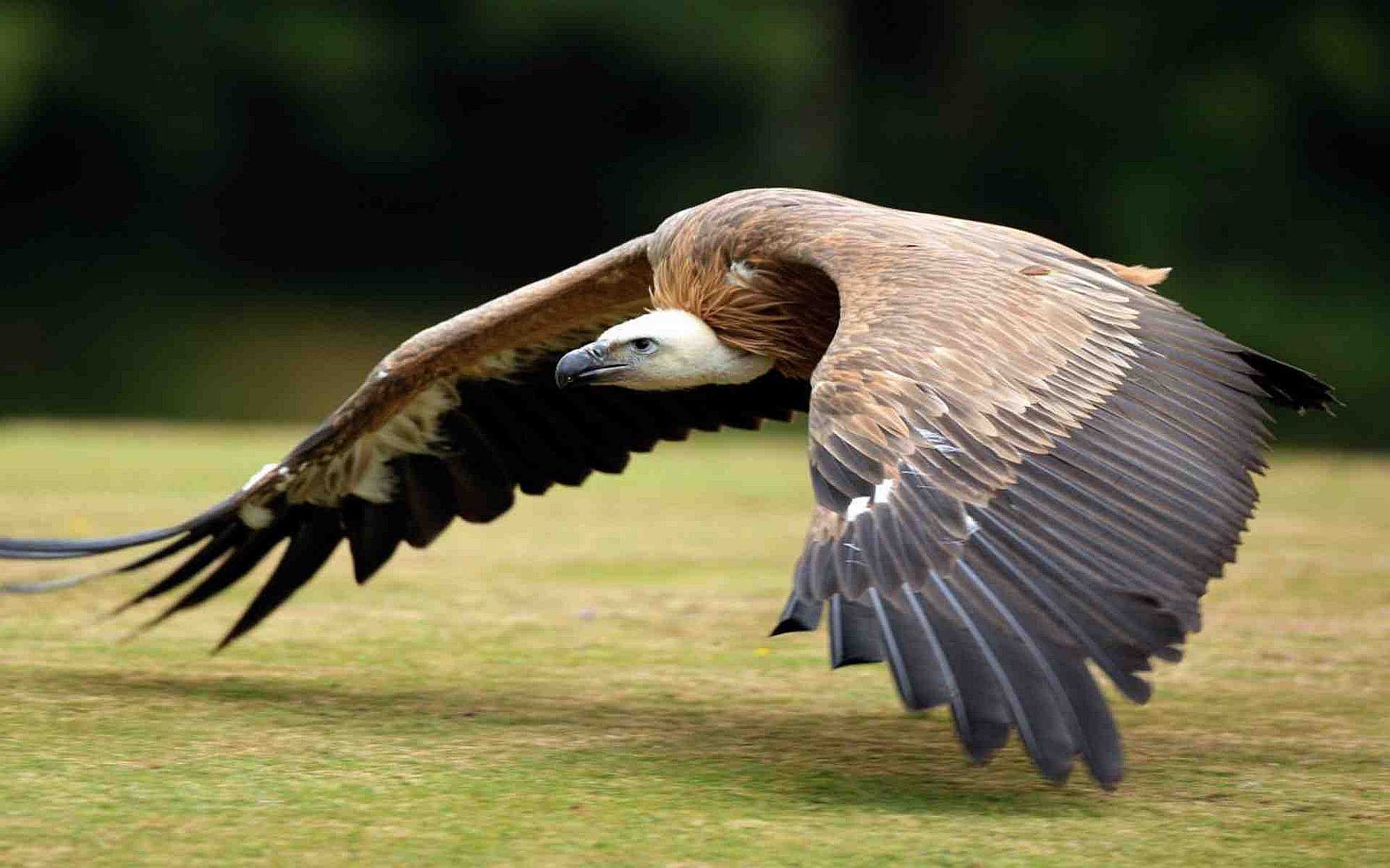Uganda Queen Elizabeth National Park-Birding Safari