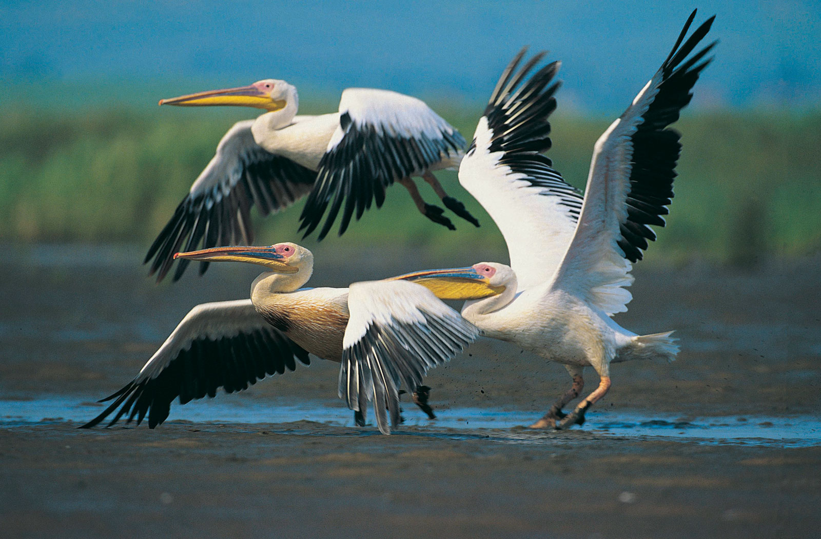 Lake Nakuru –Bird List Kenya Safari
