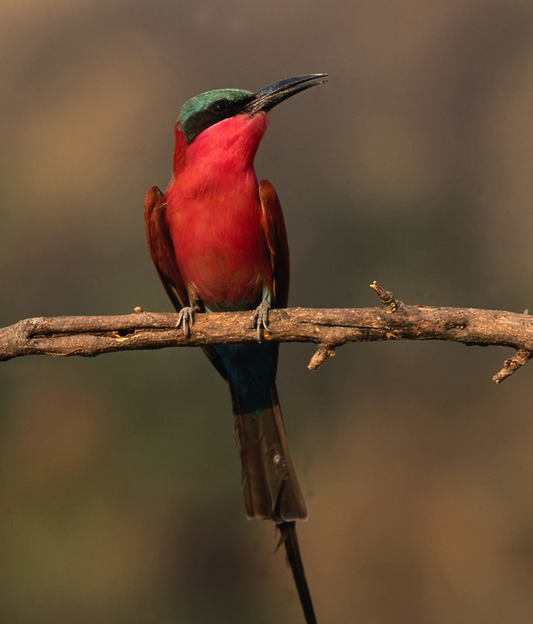 Bird List-Kenya Saiwa Swamp National Park