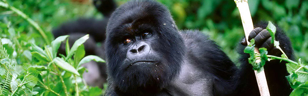 Cross River Gorilla Facts
