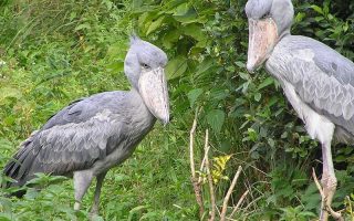 The Unique birds in Uganda