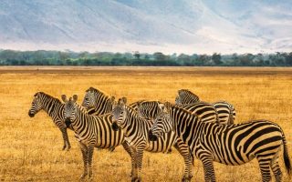 15 Days Uganda, Kenya and Tanzania Safari