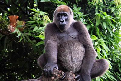 Cross River Gorilla Facts | Lowland Gorillas | Western Gorillas