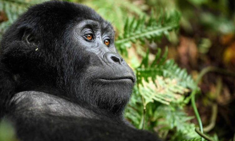 How to Book a Gorilla Trekking Permit