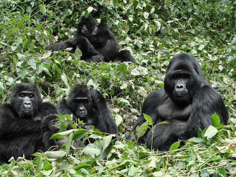 What is the chance of seeing gorillas in Bwindi impenetrable national park?