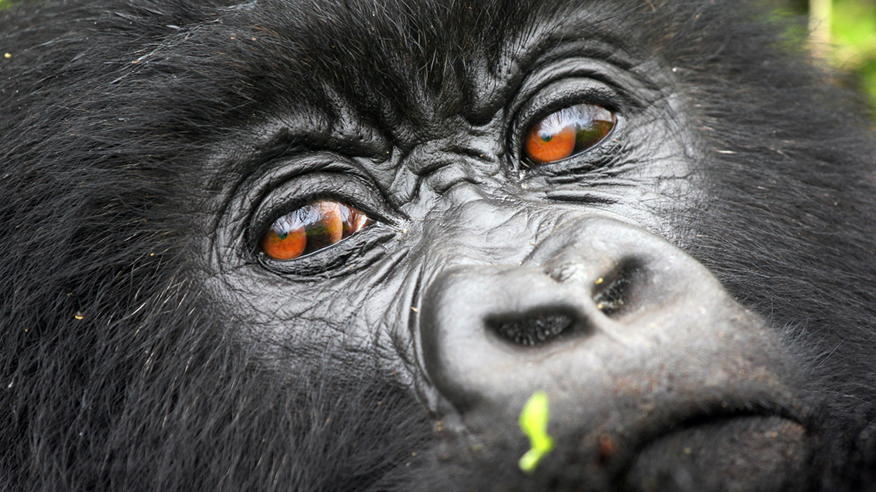 Can You Look at A Gorilla in The Eye?