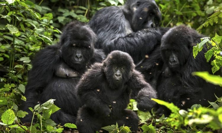 What are Gorilla Families Called?