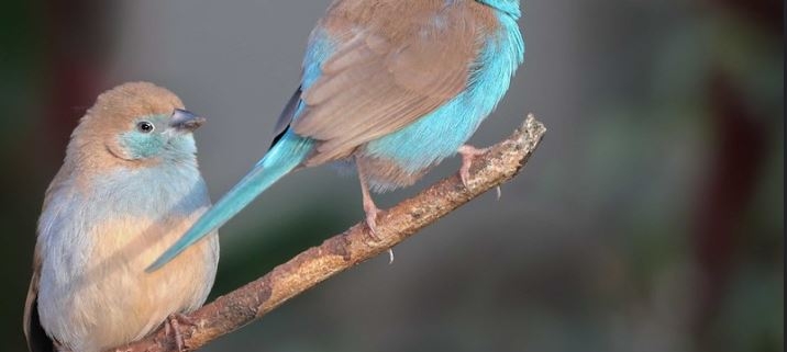 Birding in Aberdare National Park