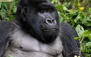 What to expect when you trek mountain gorillas in Rwanda