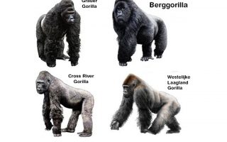 What Kind of Gorillas Are in Africa / The Four Kinds of Gorillas?