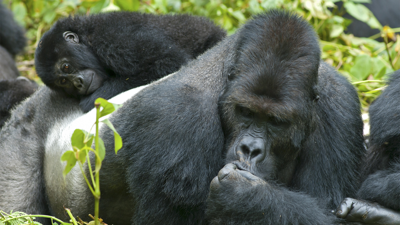 Where Do Gorillas Sleep, Eat & Conservation