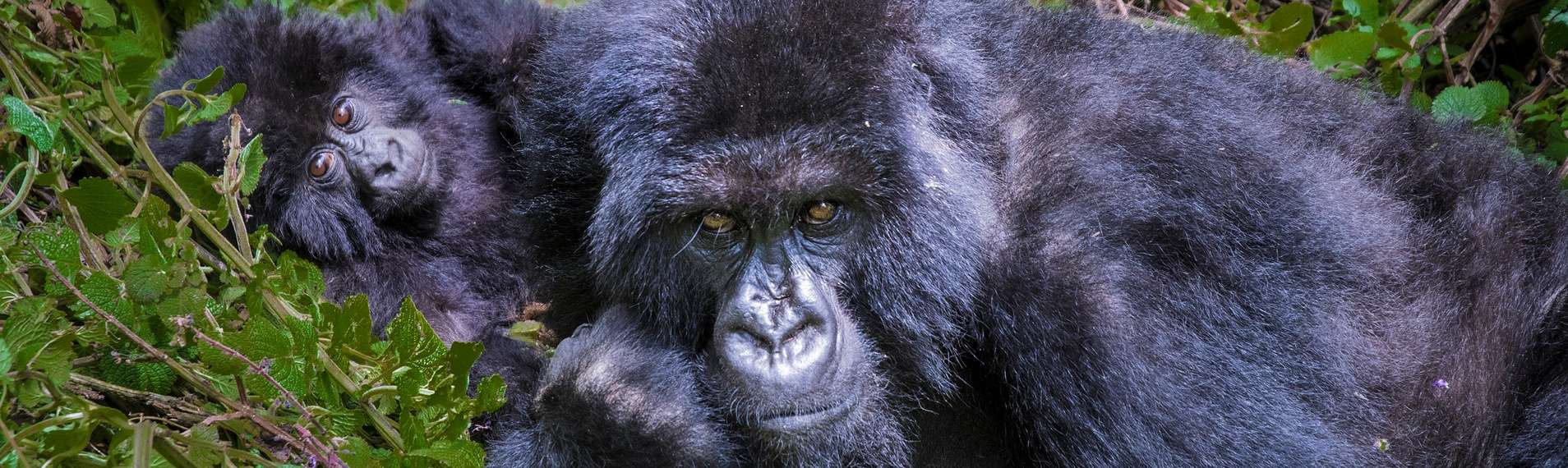 How Often Do Gorilla Give Birth & Other Gorilla Facts? 