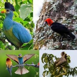 Kibale National Park Birding