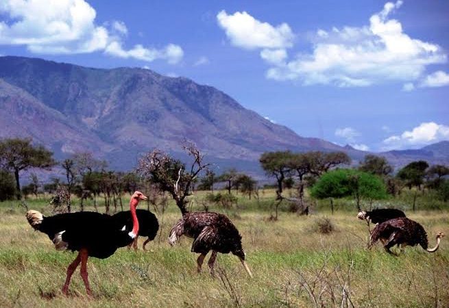 Facts About Kidepo Valley National Park